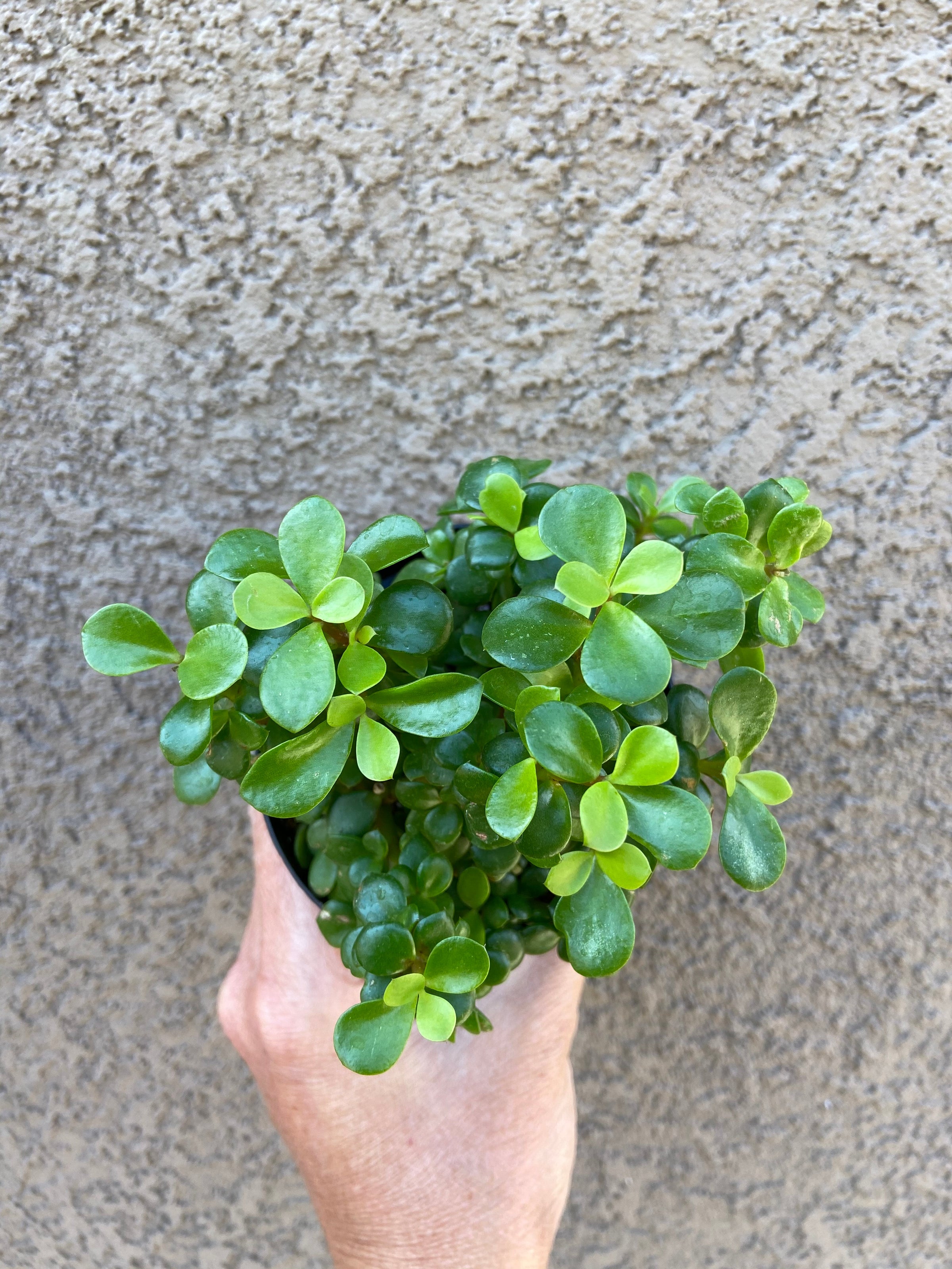 Portulacaria Afra Minima 'Lilliput'